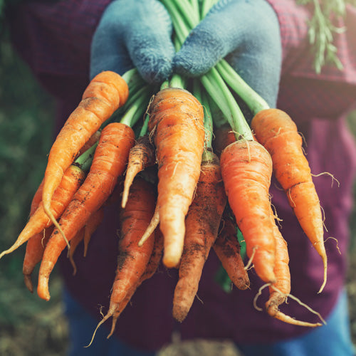 DIY Seed Tape: Planting and Spacing Carrots, Chard, Turnip and