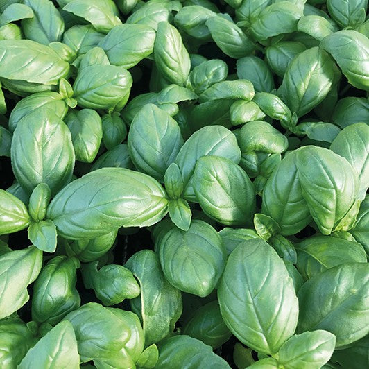 Basil Plants