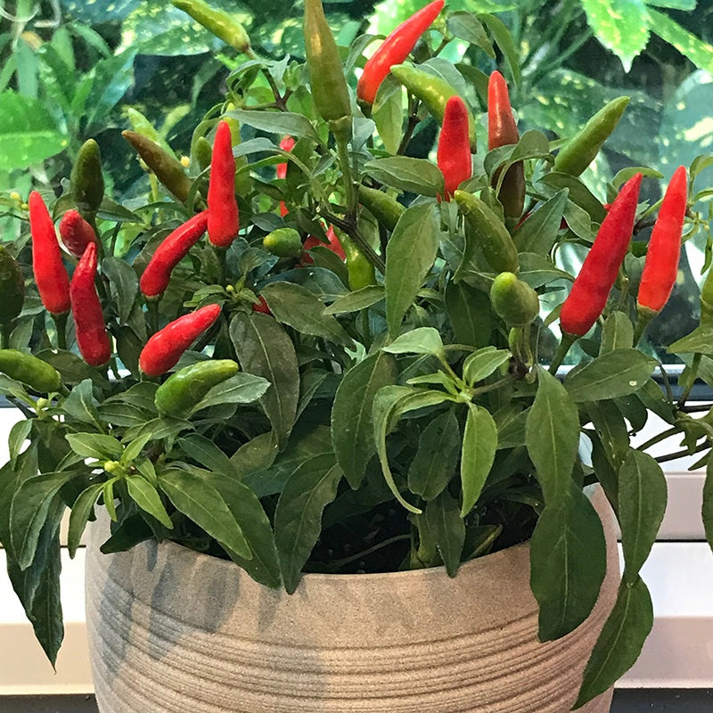 Red sale pepper plant