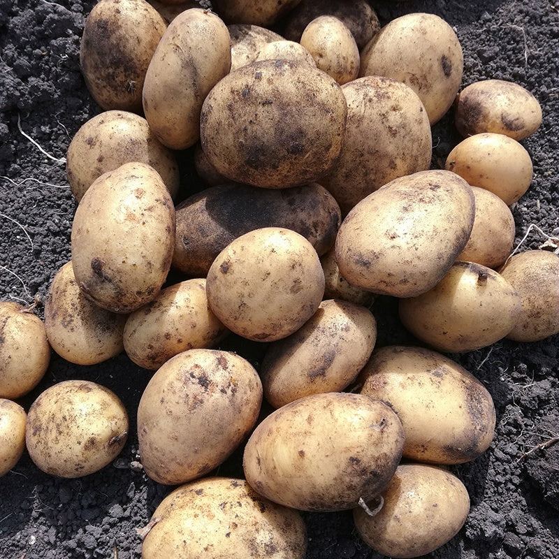 Jersey deals seed potatoes