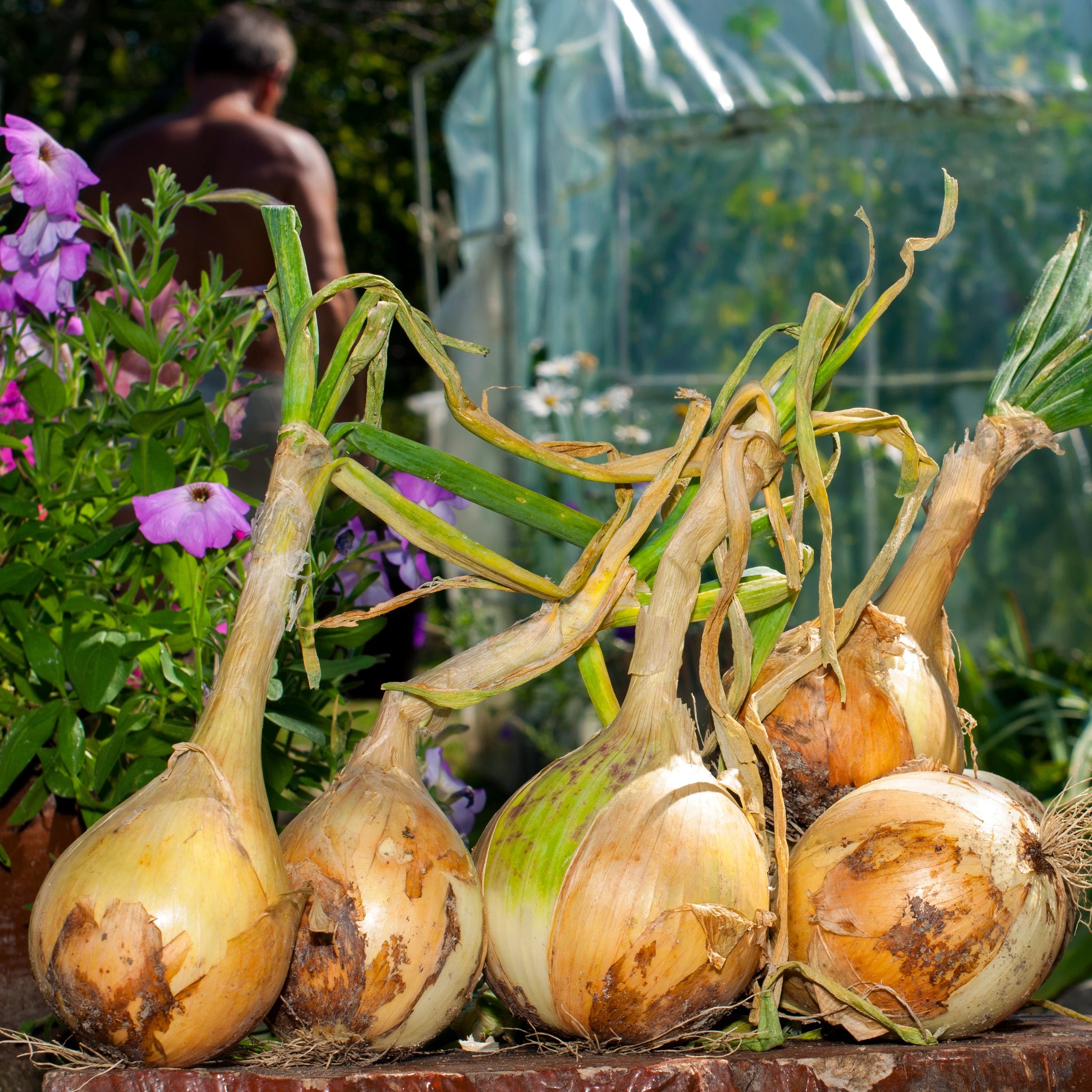 growing-sugar-pumpkins-in-containers