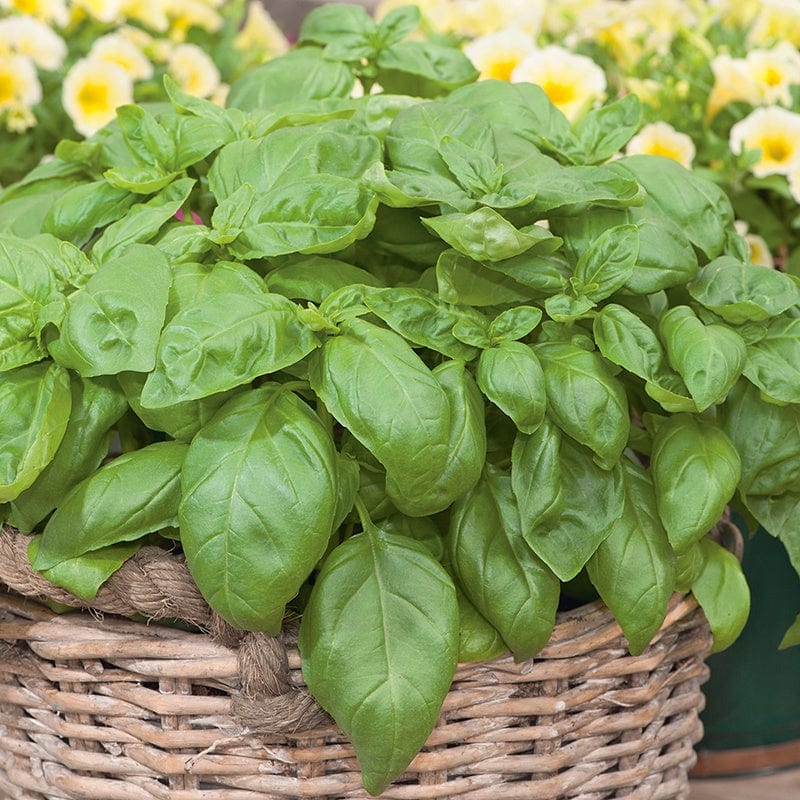 Basil Sweet Herb Seeds From D.T. Brown