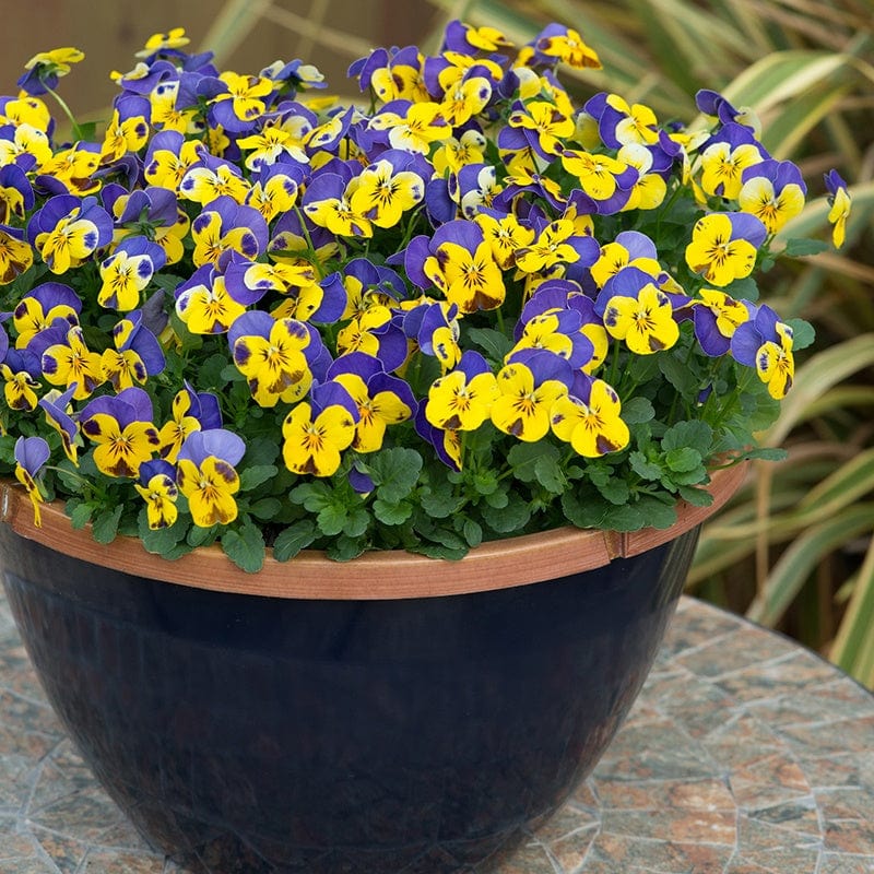 Viola Sorbet Yellow Blue Jump Up F1 Flower Plants From D.t. Brown