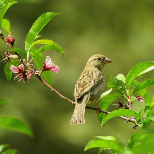 How to Attract Birds to Your Garden