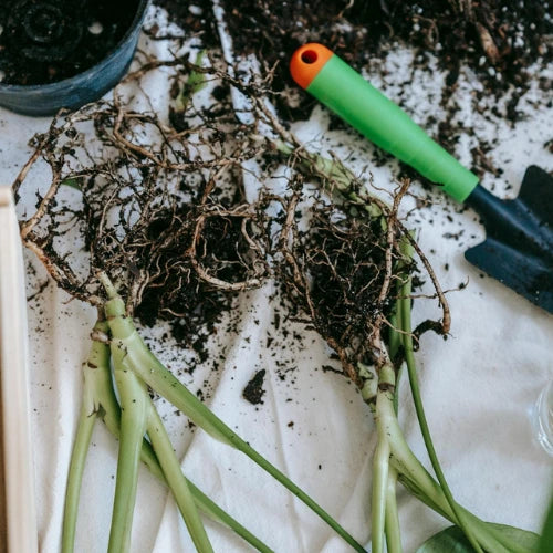 How to Prevent Clubroot Disease