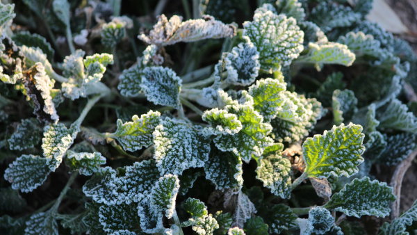 How to Protect Your Plants in Winter