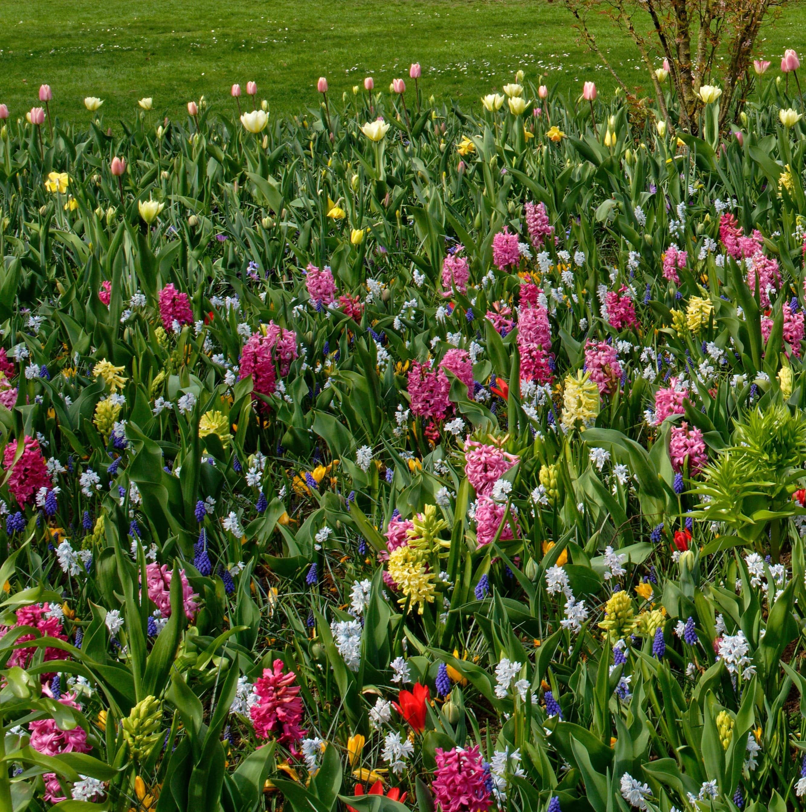 10 Tips on How to Get Your Garden Ready for Spring