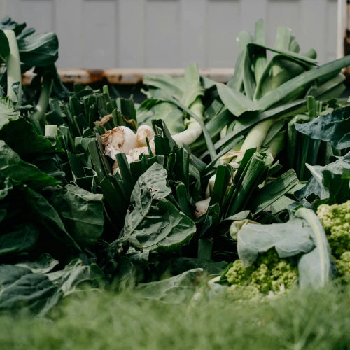 Planting Veg for Winter