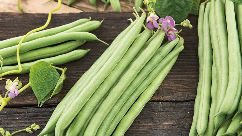 How to Grow French Beans