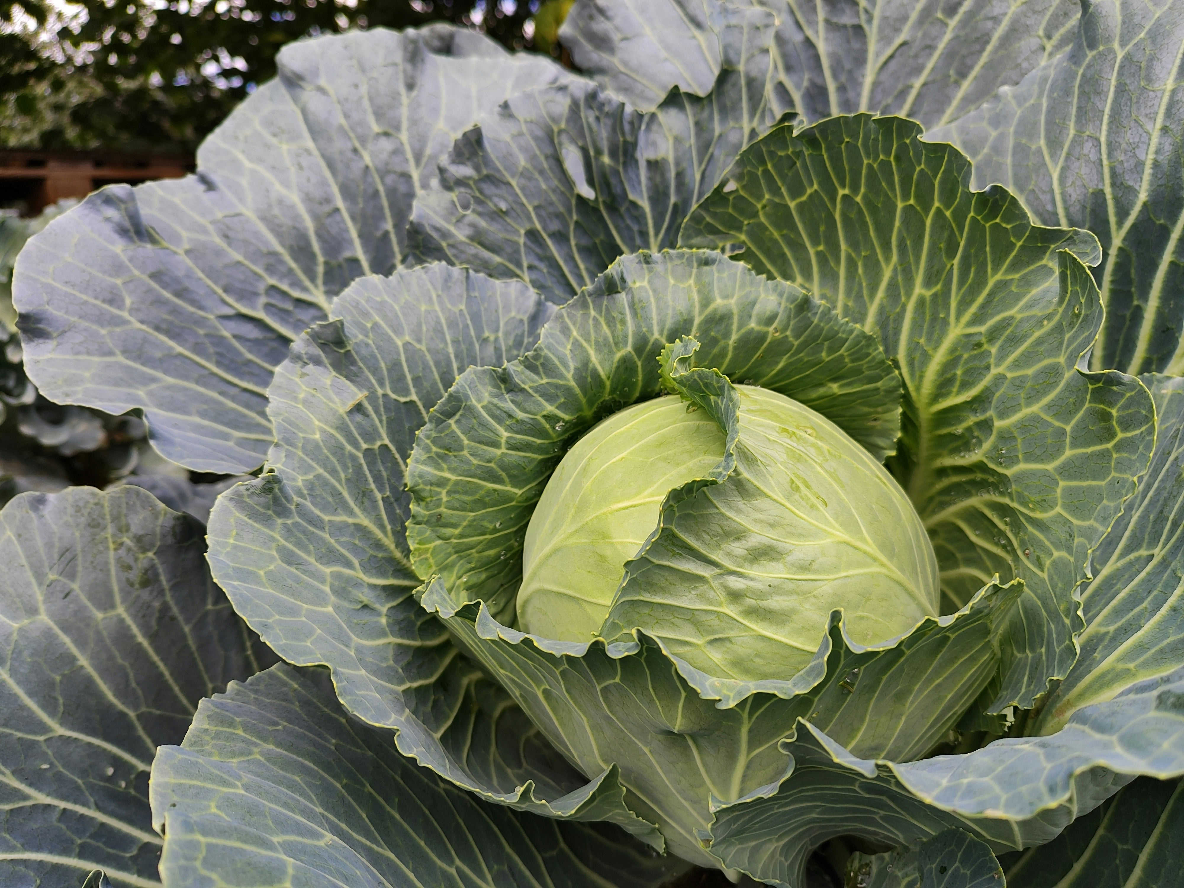 Cabbage Plants