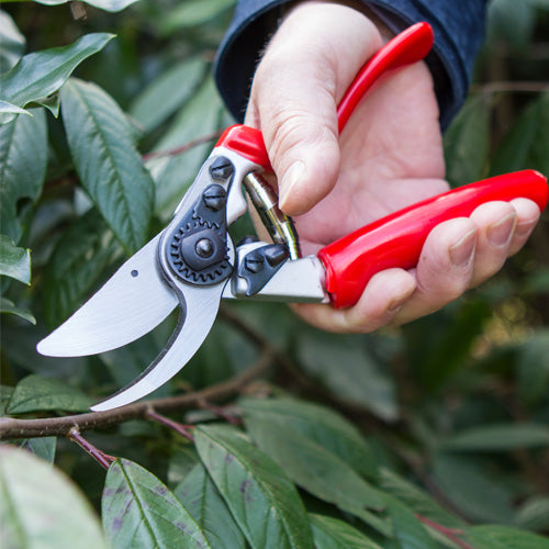 Darlac Secateurs | Darlac Bypass Secateurs | D.T. Brown Seeds