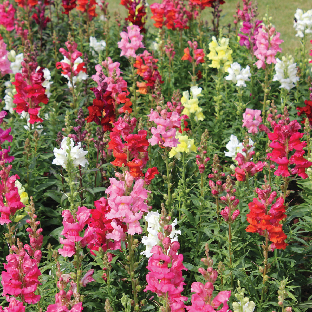 Antirrhinum Seeds | Antirrhinums from Seed | D.T. Brown Seeds