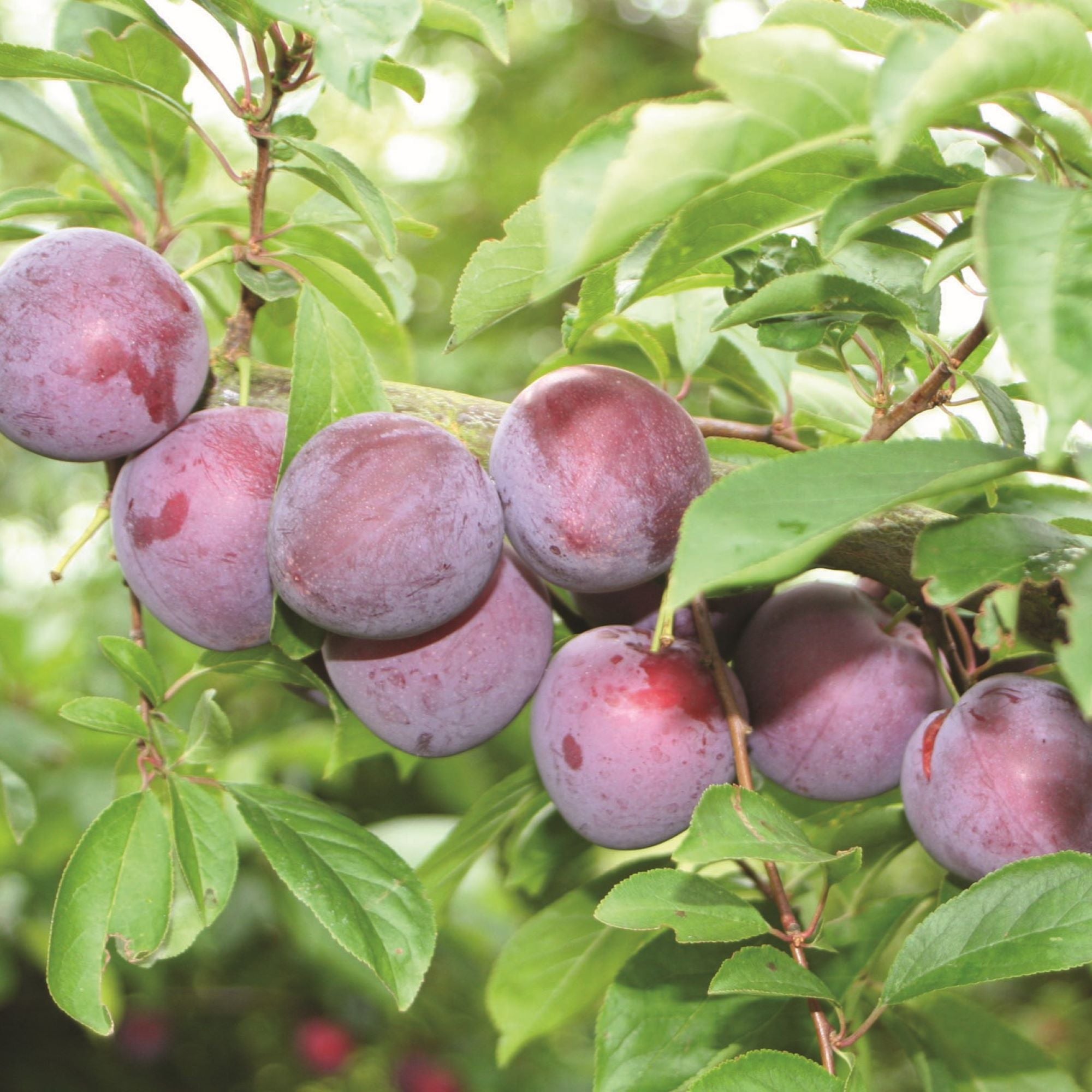 Fruit Trees | High Quality Fruit Trees | D.T. Brown Seeds