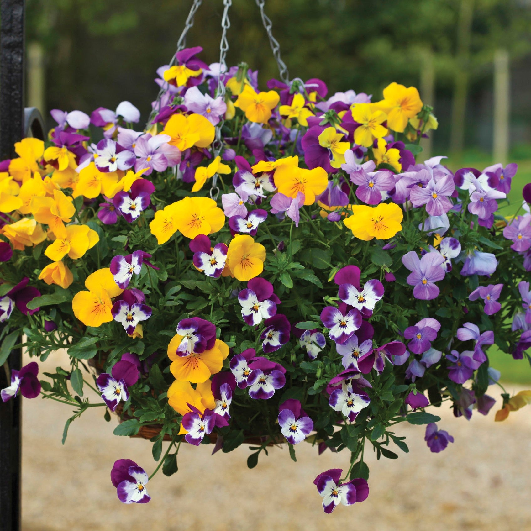 Pansy Viola Seeds | Flower Seeds | D.T. Brown Seeds