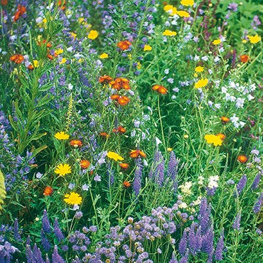 Wildflower Seeds from D.T. Brown Plants and Seeds.