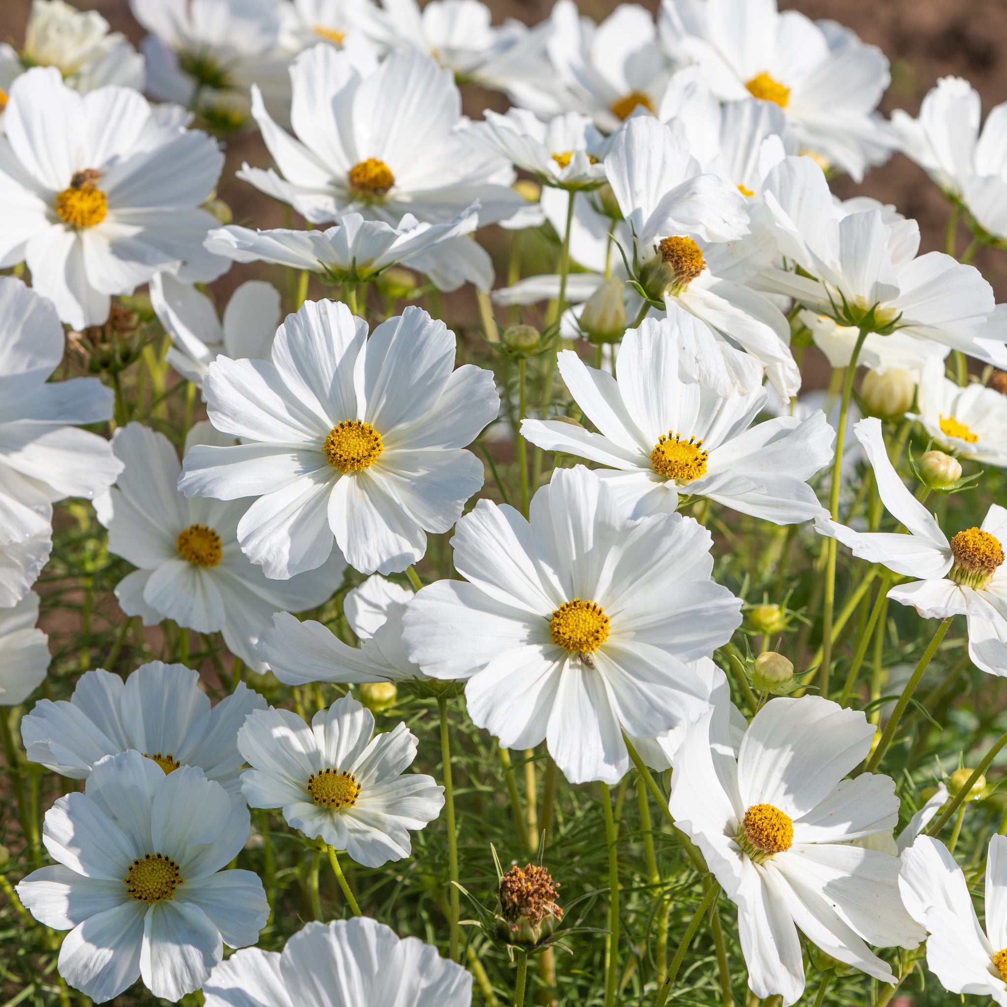 White Cut Flowers | Cut Flowers by Colour | D.T. Brown Seeds