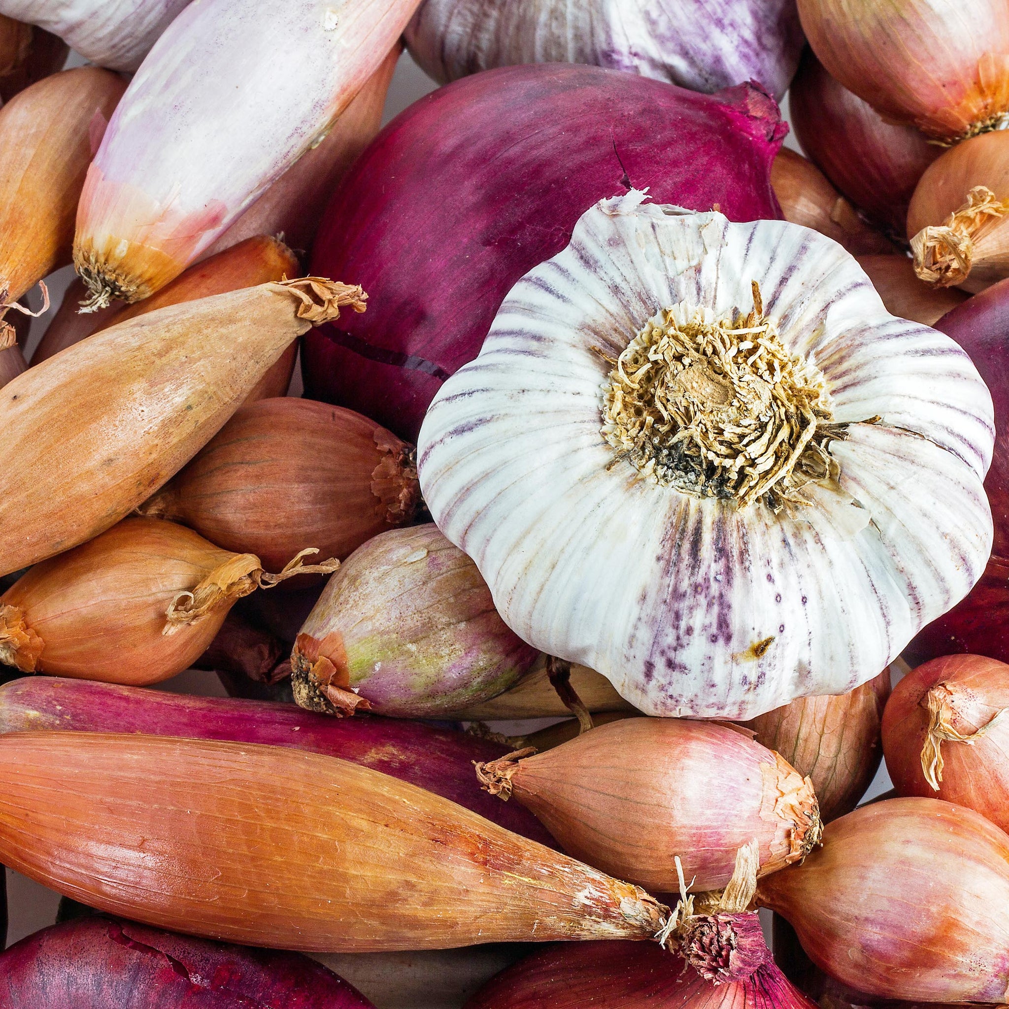 Spring Planting Onion Sets, Shallots & Garlic | D.T. Brown