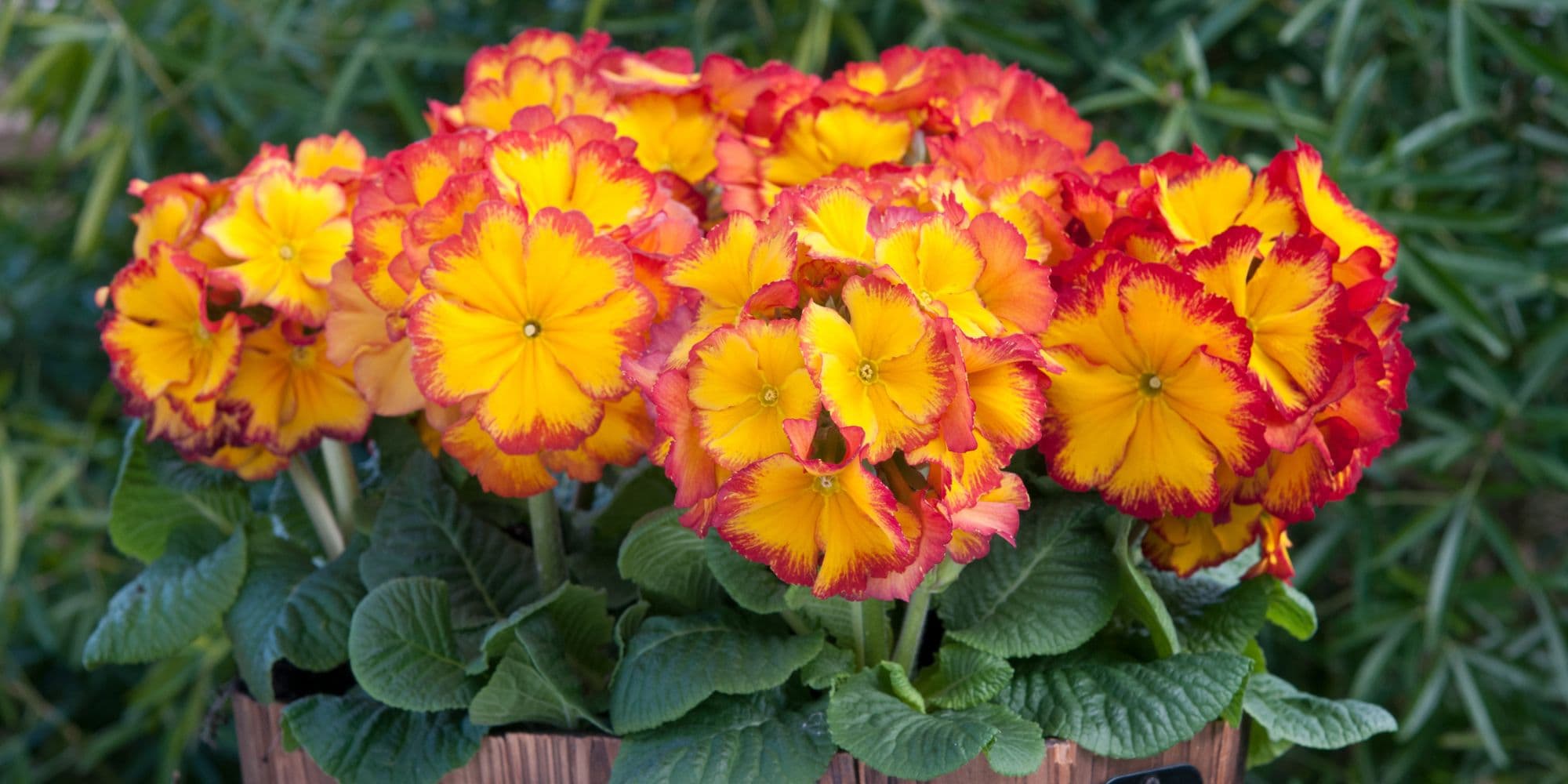 Autumn Bedding Plants