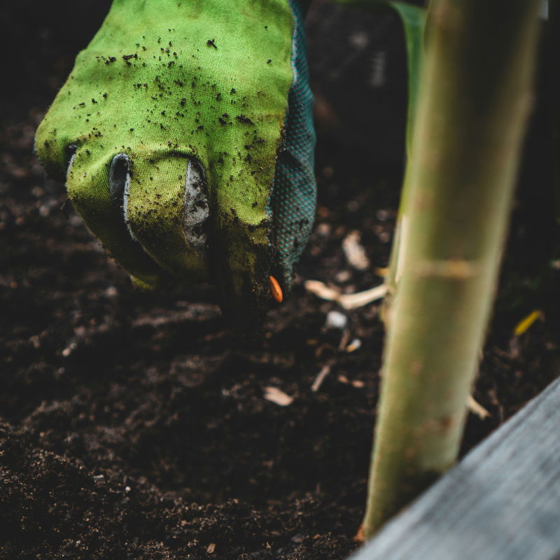 Vegetable to Plant in March