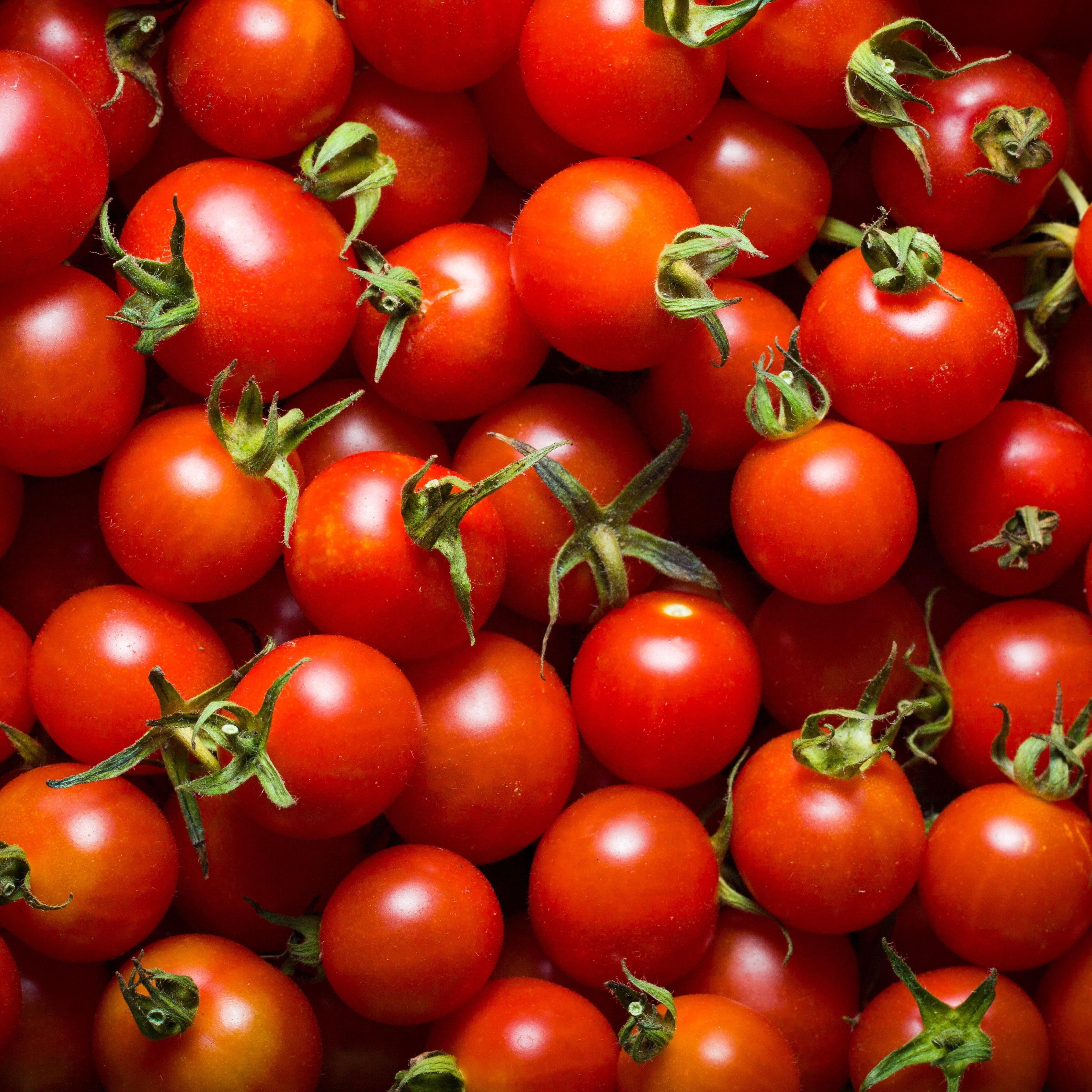 Cherry Tomato Plants