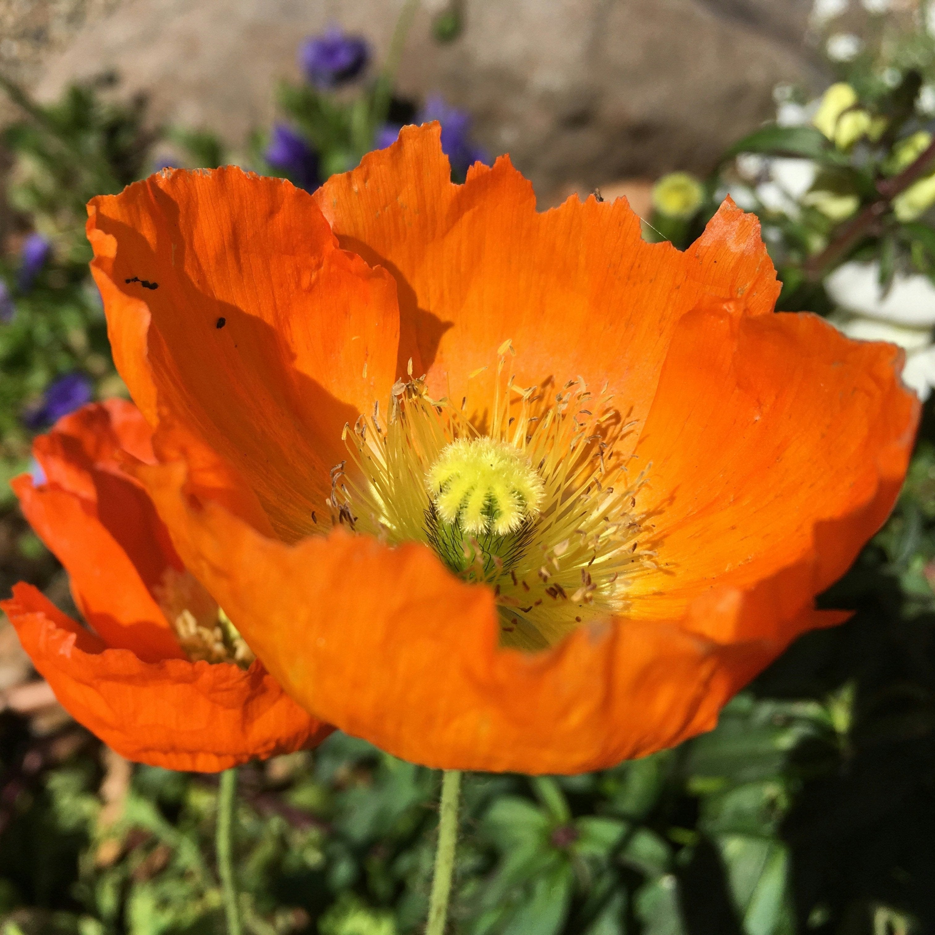 Californian Poppy Seeds