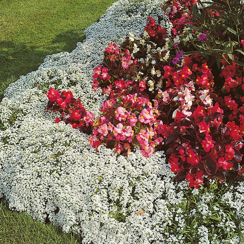 dt-brown FLOWER SEEDS Alyssum Carpet of Snow Flower Seed