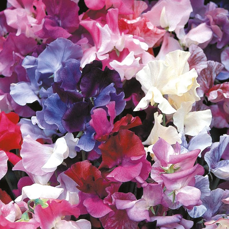 dt-brown FLOWER SEEDS Sweet Pea (Tall) Horizon Mixed Flower Seeds