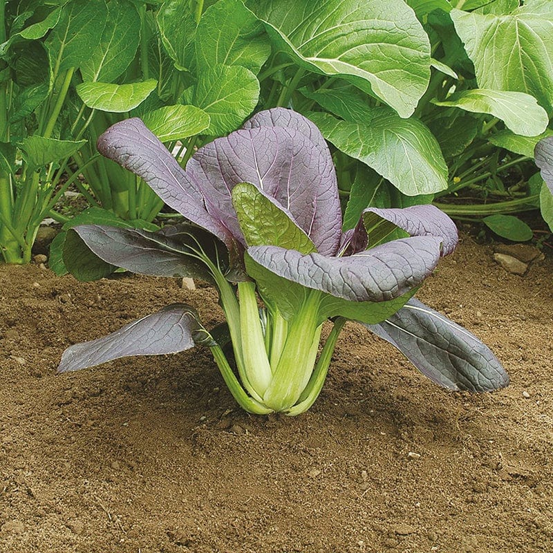 dt-brown VEGETABLE SEEDS Oriental Greens Pak Choi Red Choi F1 AGM Seeds