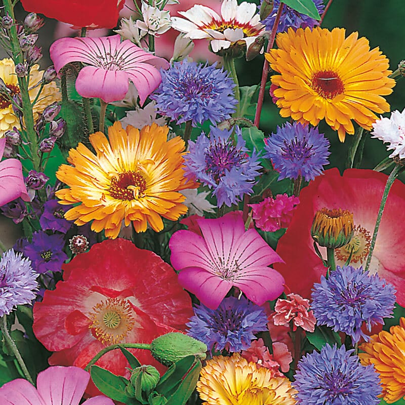 dt-brown FLOWER SEEDS Scatter & Grow Annuals Mixed Flower Seeds