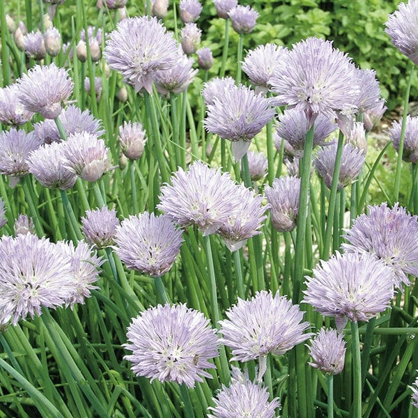 dt-brown VEGETABLE SEEDS Chives Fine Leaf Seeds