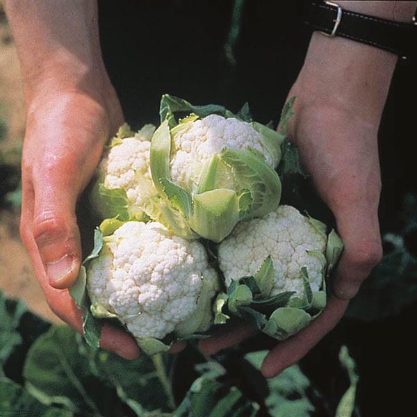 dt-brown VEGETABLE PLANTS Cauliflower Candid Charm F1