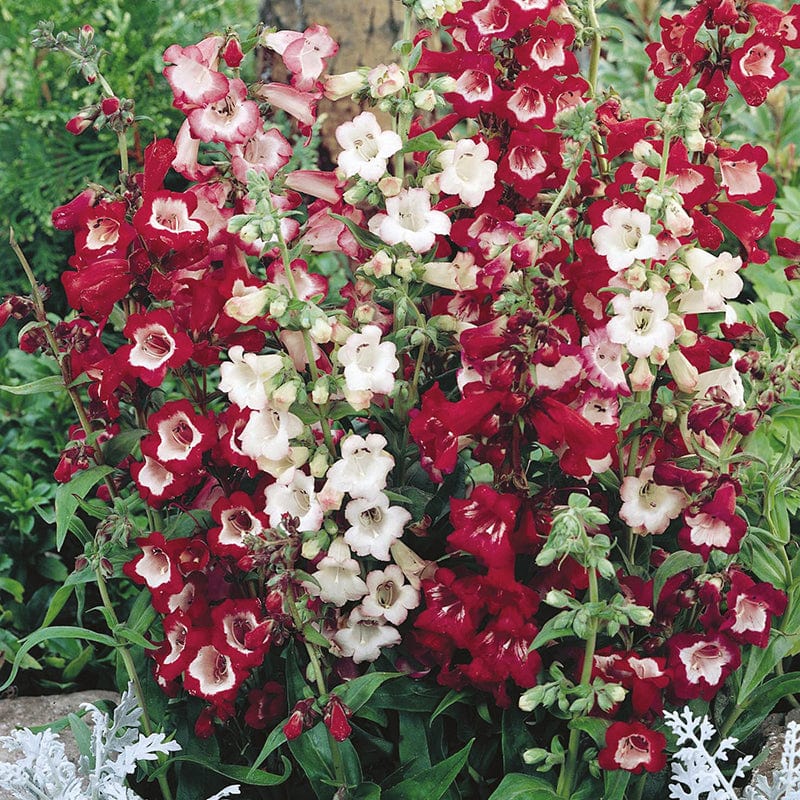 dt-brown FLOWER SEEDS Penstemon Esprit Mixed Flower Seeds