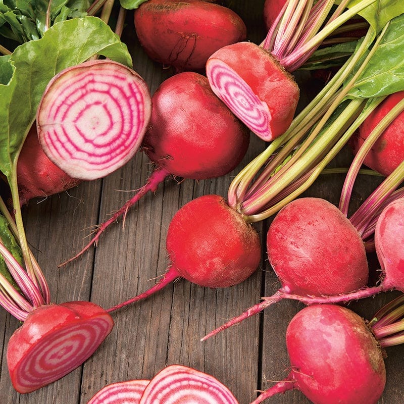 dt-brown VEGETABLE SEEDS Beetroot Chioggia Seeds