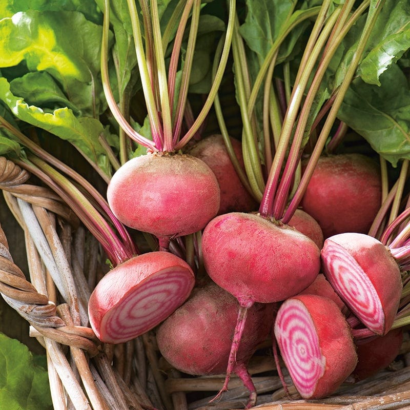 dt-brown VEGETABLE SEEDS Beetroot Chioggia Seeds