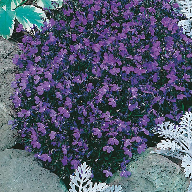 dt-brown FLOWER SEEDS Lobelia (Edging Variety) Crystal Palace Flower Seeds