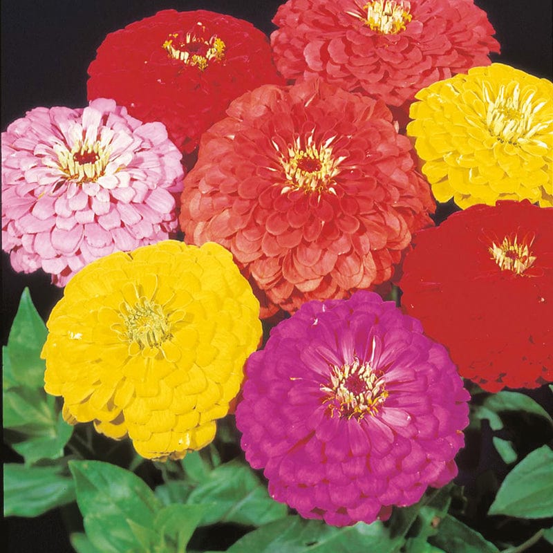 dt-brown FLOWER SEEDS Zinnia Giant Dahlia Flowered Choicest Mixed Flower Seeds