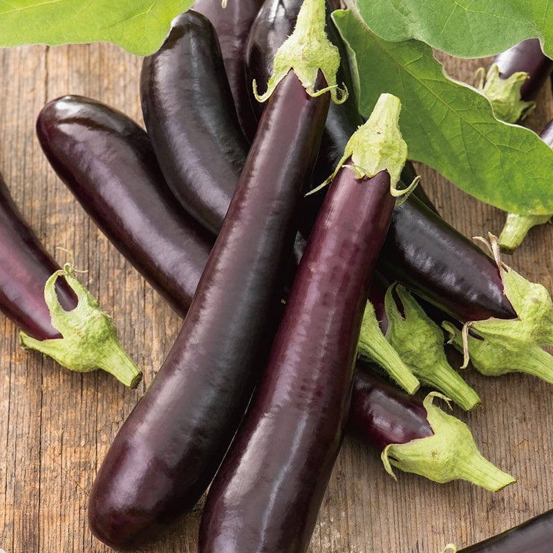 dt-brown VEGETABLE SEEDS Aubergine Early Long Purple 2 Seeds