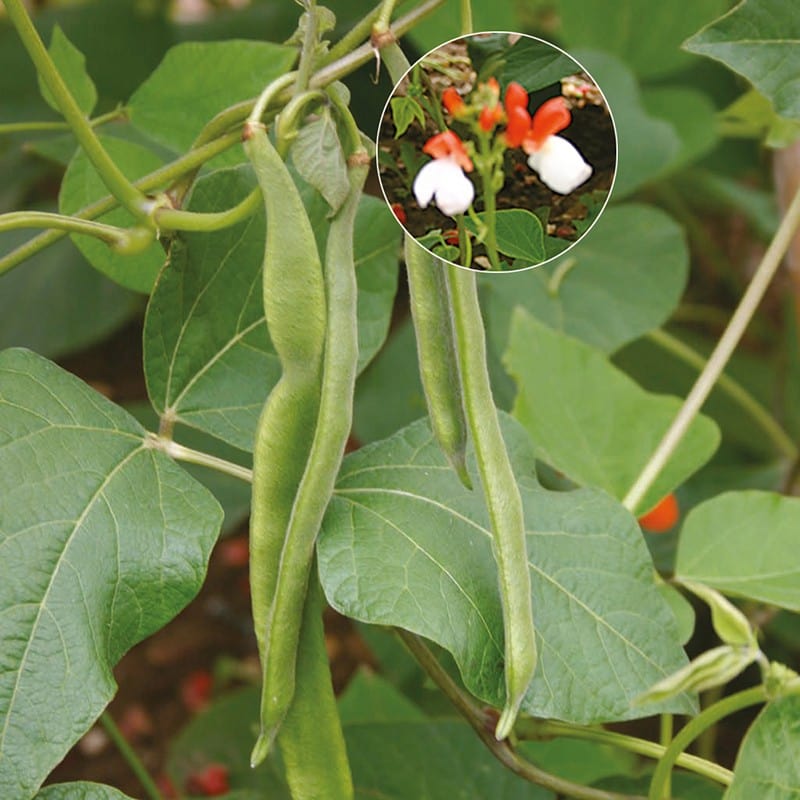 dt-brown VEGETABLE SEEDS Runner Bean (Dwarf) Hestia Seeds