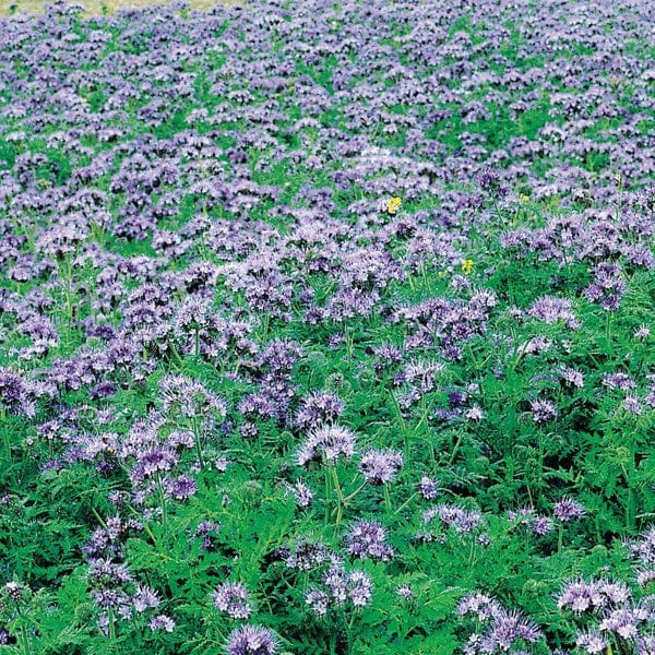 dt-brown VEGETABLE SEEDS Green Manure Phacelia tanacetifolia Seeds