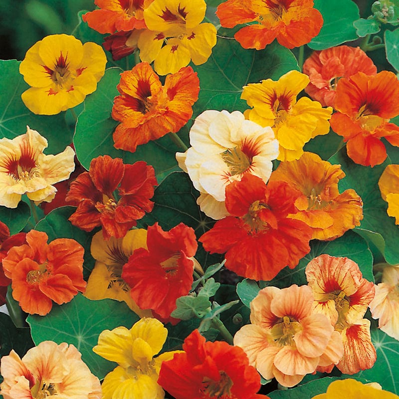 dt-brown FLOWER SEEDS Nasturtium Jewel Mixed Flower Seeds