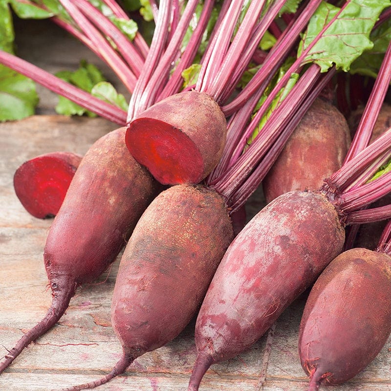 dt-brown VEGETABLE SEEDS Beetroot Cylindra Seeds