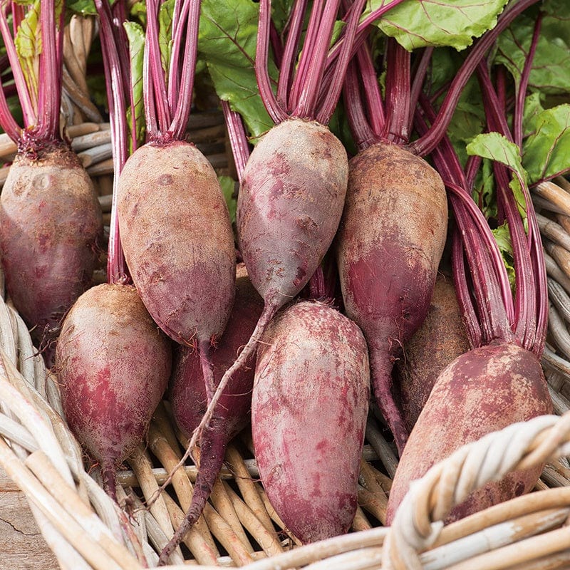 dt-brown VEGETABLE SEEDS Beetroot Cylindra Seeds