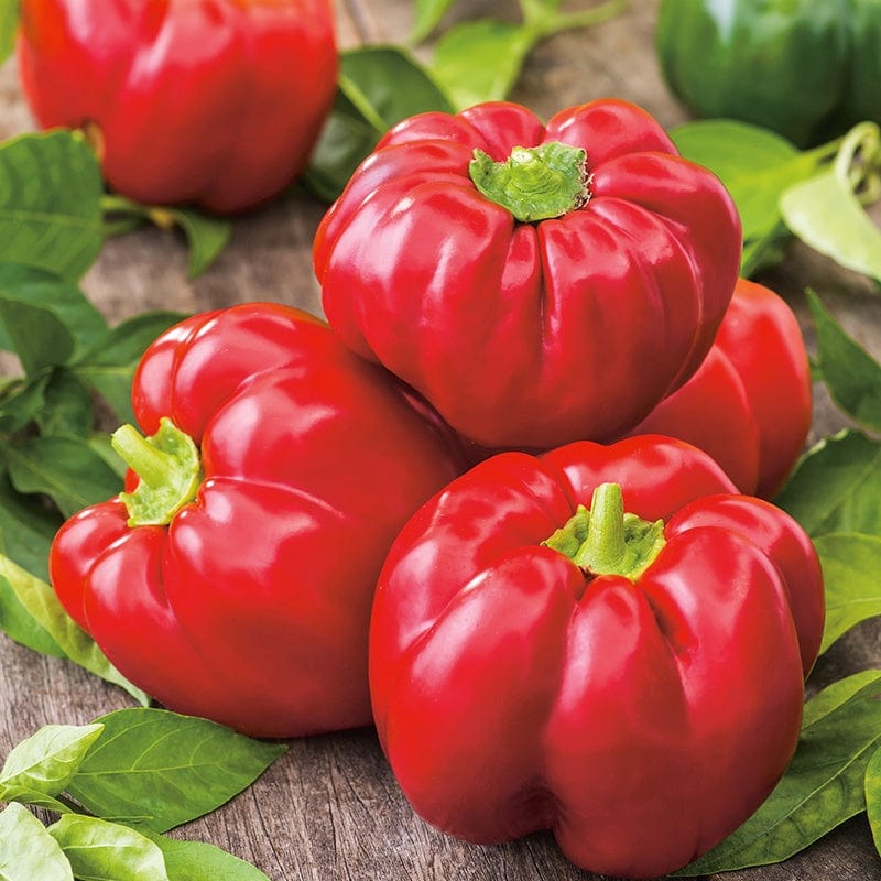 dt-brown VEGETABLE SEEDS Pepper (Sweet) Californian Wonder Seeds