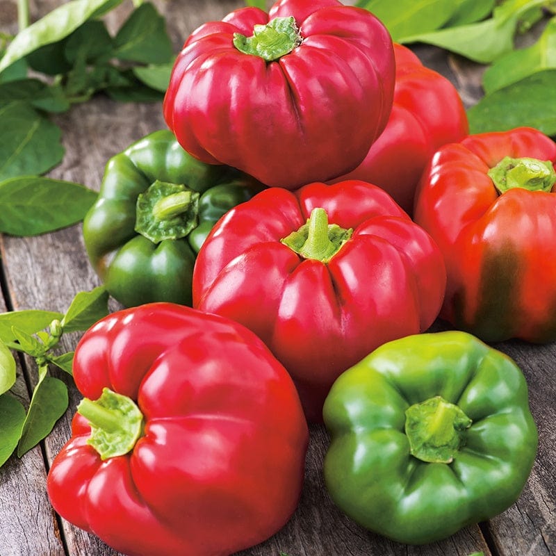 dt-brown VEGETABLE SEEDS Pepper (Sweet) Californian Wonder Seeds