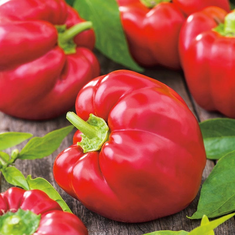 dt-brown VEGETABLE SEEDS Pepper (Sweet) Californian Wonder Seeds