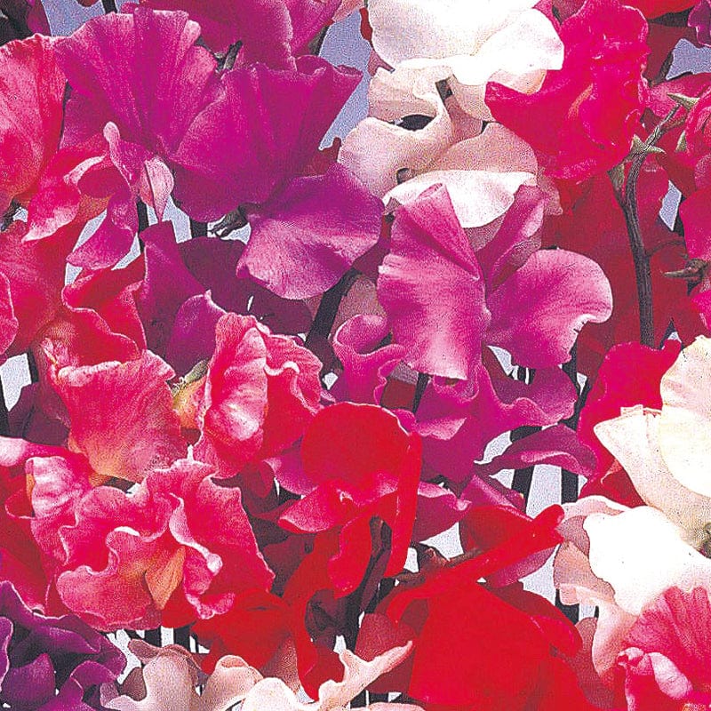 dt-brown FLOWER SEEDS Sweet Pea (Tall) Bouquet Mixed Flower Seeds