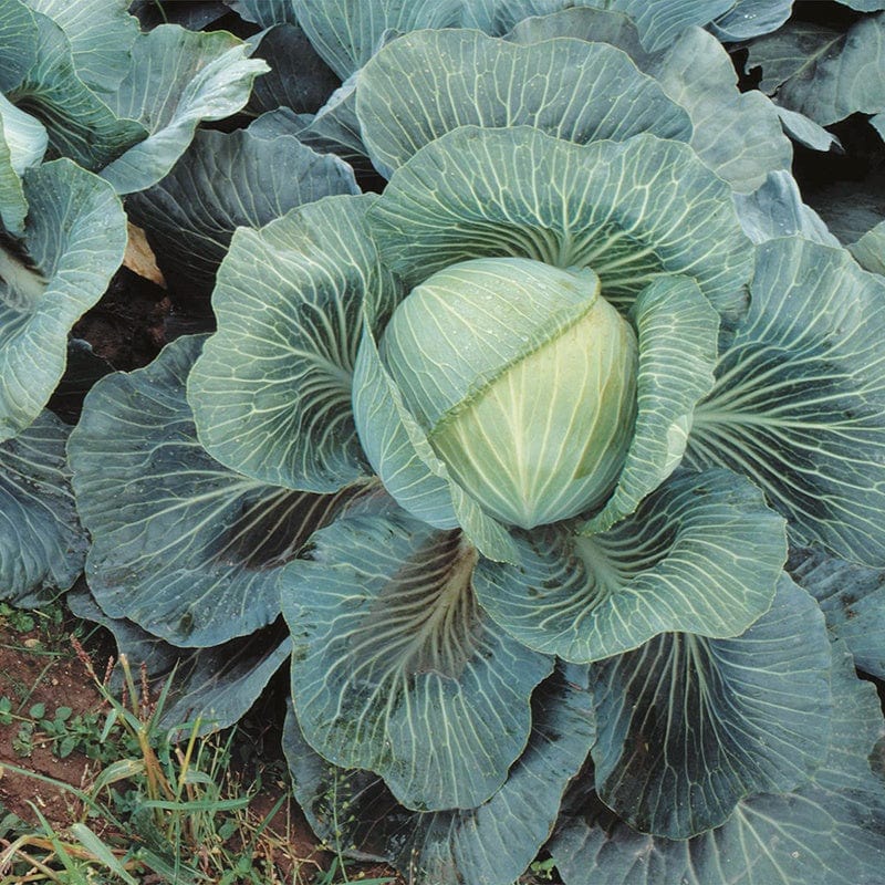 dt-brown VEGETABLE PLANTS 10 Plants (LATE) Cabbage Kilaton F1 AGM Veg Plants