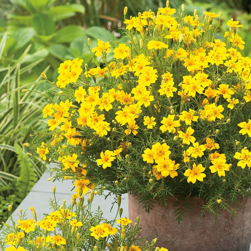 dt-brown FLOWER SEEDS Tagetes Lemon Gem Flower Seeds