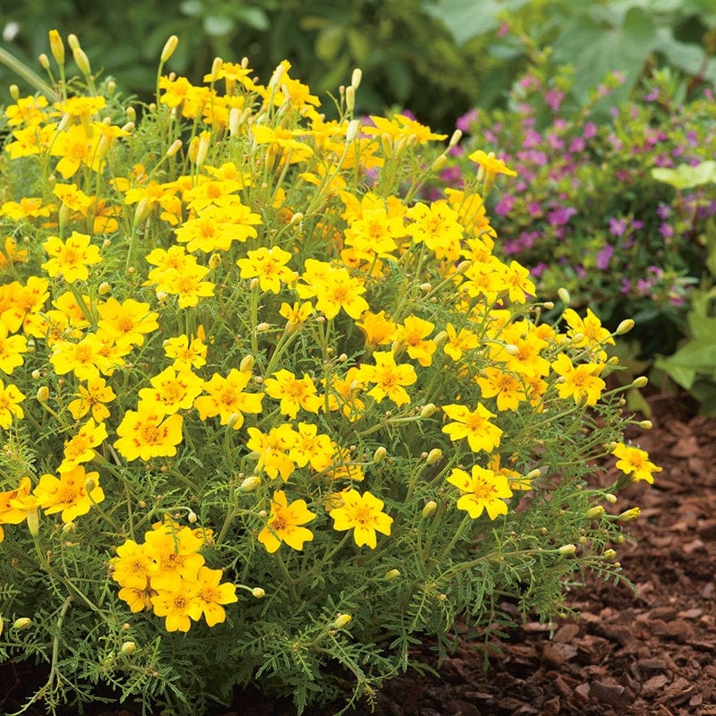 dt-brown FLOWER SEEDS Tagetes Lemon Gem Flower Seeds