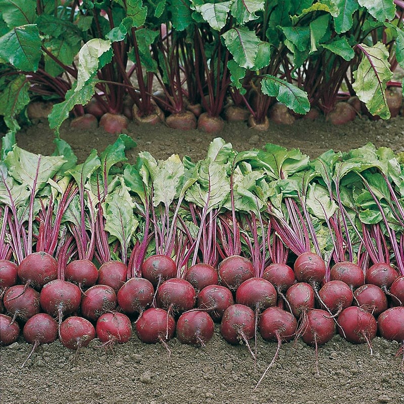 dt-brown VEGETABLE SEEDS Beetroot Wodan F1 AGM Seeds